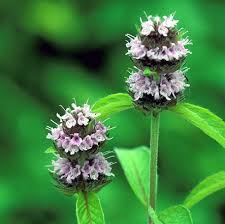 Image result for Vernonia hirsuta