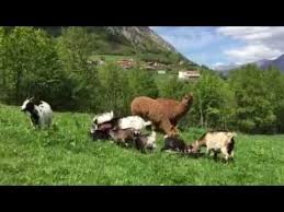 Ya que es la máxima atración que tengo.he vivido toda mi vida en el campo, y sigo. Granja De Animales De Las Casas Rurales En Asturias Casas Prieto Youtube