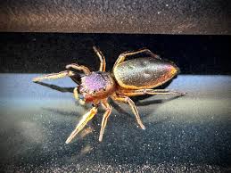 Image result for Strabomantis necerus