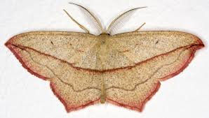 Image result for Timandra griseata