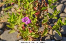 Image result for Epilobium stereophyllum