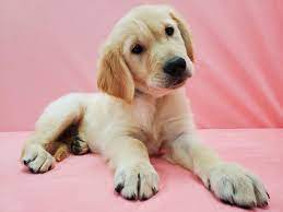 Puppies are limited akc registration, which means they are adpoted as beloved pets and not for breeding purposes. Golden Retriever Dog Male Golden 2622458 Petland Las Vegas Nv