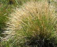 Image result for Aristida stipoides