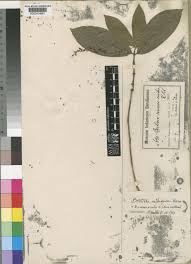 Image result for Bertiera aethiopica