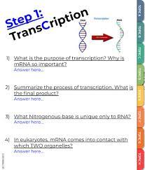 Mrna and transcription worksheet answers biology if8765. Transcription Practice Worksheet