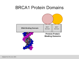 Learn vocabulary, terms and more with flashcards, games and other study tools. Https Www Nwabr Org Sites Default Files Genetic Testing Lesson5 Nwabr Pdf