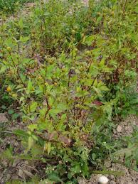 Image result for foto Dvouzubec