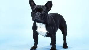 They are comical, attractive and good natured. French Bulldog Frenchie Road Test Burke S Backyard