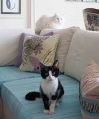 Kedi Sahibi Olmak Cocuk Sahibi Olmak Demek Ayca Inci Kalbimdeki Patiler