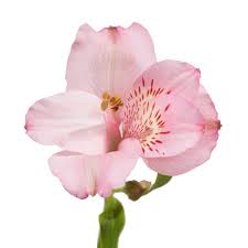 Könst alstroemeria is a breeder and supplier of alstroemeria and zantedeschia material for the professional grower. Pink Alstroemeria Bloomingmore