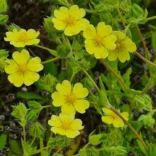 Image result for Potentilla recta