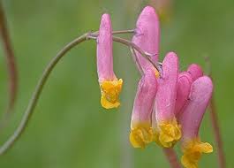 Image result for Corydalis