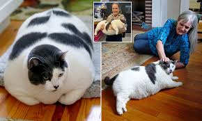 Patches, the worlds fattest cat, finally goes on a diet | Daily Mail Online
