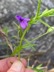 Image result for Monopsis stellarioides