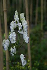 Aconitum Cammarum Eleonora Garden Catalogs Orchid Flower White Orchids