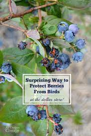 This fruit is a great healthy snack for dogs. How To Scare Birds Away From Berries Naturally Using Dollar Items An Oregon Cottage
