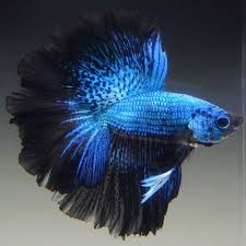 Live Betta Fish Male Blue Orchid Feathertail Betta Fish Betta Betta Fish Tattoo