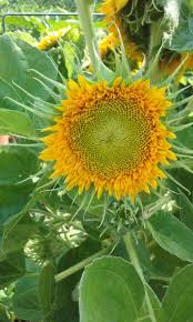 Unusual flowers amazing flowers yellow flowers beautiful flowers sun flowers yellow sunflower beautiful gorgeous sunflower family simply beautiful. Mistakes To Avoid When Harvesting And Roasting Sunflower Seeds Dengarden