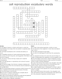 Meiosis creates gametes (egg and sperm cells). Cell Reproduction Vocabulary Words Crossword Wordmint