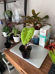Colocasia grow very well as a pond marginal, and when grown in containers, the pots can be submerged slightly during the summer months. Droopy Colocasia Mojito Even With Humidity Indirect Light And Moist Wet Soil Anything I M Missing Plantclinic