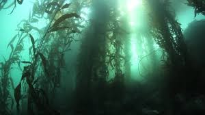 Elle est aujourd'hui utilisée pour soigner de nombreux maux allant de l'obésité aux inflammations en passant par la peau sèche ou le développement mental et physique. Giant Kelp Macrocystis Pyrifera Grows Video De Stock 100 Libre De Droit 7856389 Shutterstock