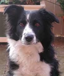 Cap The Border Collie Who Picks Up Strays Border Collie Collie Collie Dog