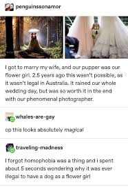 27 Uberwaltigende Tumblr Posts Die Dich Ablenken Werden Aaa Marchenstunde Hunde Hochzeit Tumblr Posts Tumblr Witzig Meme Lustig