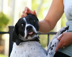 How would you feel if i threw a handful of spiders on you in an attempt to cure your spider phobia? A Dog Trainer S Advice For Helping A Scared Dog In Public Making A Nervous Dog More Confident The First Time Dog Owner Guide