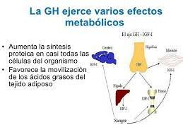 Hormona Del Crecimiento Train