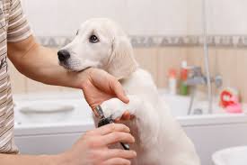 If you have a large dog, it's. How To Trim Dogs Nails How To Cut Dog Nails That Are Too Long