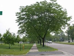 Image result for Gleditsia triacanthos