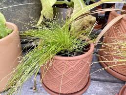 Image result for Isolepis sp.no.1