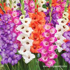 Image result for Gladiolus virgineus