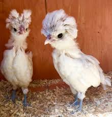 Maybe you would like to learn more about one of these? Three Polish Buff Laced Chicken Pullets Eastleigh Hampshire Pets4homes