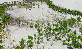 Image result for Canavalia