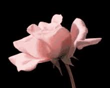 4,836 likes · 2 talking about this. Blooming Flower Animated Gif Gifs Tenor