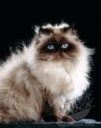 You may have seen colourpoint persian cats, with a persian appearance and a siamese. Seal Point Persian Kittens Seal Point Persian Cat Sitting Stock Photo 4141 11448 Persian Kittens Cats Beautiful Cats