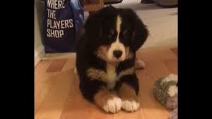 They're average guard dogs and can be quite intimidating when duty calls. Bernese Mountain Puppy S First Experience With Bone Is Too Cute Youtube
