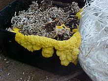Yellow slime mold / mould (physarum sp) on the tropical forest ground. Slime Mold Wikipedia