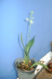 Image result for Oeceoclades maculata