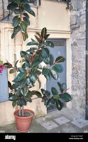 Image result for ficus elastica flower