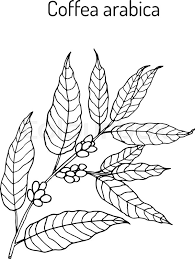 Maybe you would like to learn more about one of these? Hand Drawn Coffee Tree Branch Vector Stock Vector Colourbox