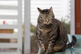 They are good climbers, great swimmers, and fast runners. Wallpaper Asian Tiger Fur Whiskers Harry Fauna Cat Like Mammal Snout Small To Medium Sized Cats Tabby Cat Domestic Short Haired Cat Katze European Shorthair Pixie Bob American Shorthair Toyger Ocicat
