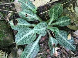 Image result for Goodyera