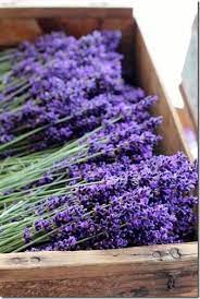 Daily Garnish Blog Archive Essentially Seattle Lavender Garden Lavender Flowers Lavender Green