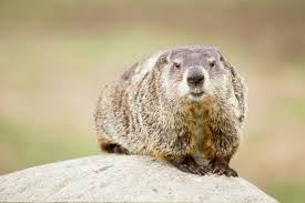 Phil's been predicting spring's arrival for over 120 years. Woodchuck Groundhog Ohio Department Of Natural Resources