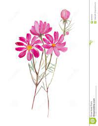 Cosmos Flower Hand Drawn Watercolor Painting On White Background W Watercolor Flower Flowers Water Illu Flower Illustration Flower Painting Cosmos Flowers