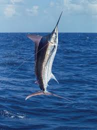 2016 International Billfish Tournament Of San Juan Puerto Rico Blue Marlin Jumping Blue Marlin Fish Fish Blue Marlin