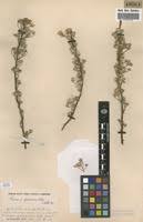 Image result for Vernonia suprafastigiata