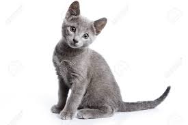 The kittens are super friendly so will settle quickly, suitab Fluffy Gray Kitten Of A Russian Blue Cat Isolated On White Stock Photo Picture And Royalty Free Image Image 87443592